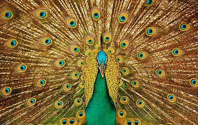 Фотообои "Павлин"